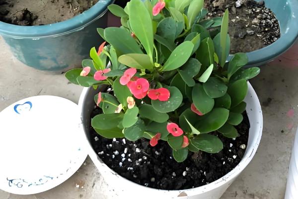 虎刺梅冬季扦插方法,蘸上生根水再插入沙床中