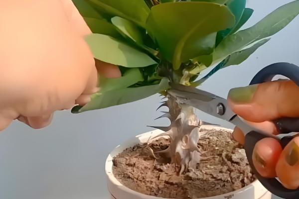 虎刺梅冬季扦插方法,蘸上生根水再插入沙床中