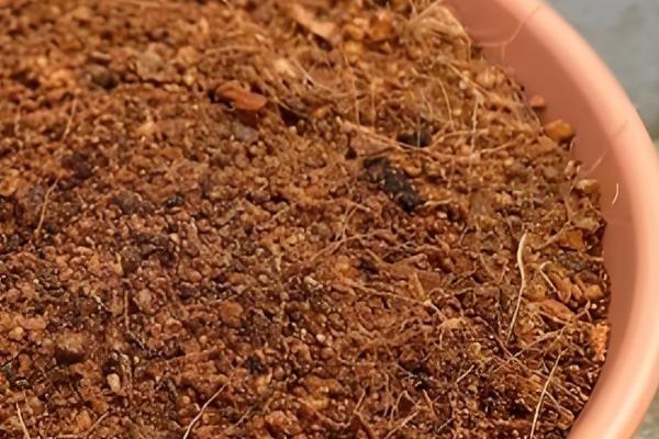 虎刺梅冬季扦插方法,蘸上生根水再插入沙床中