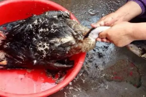 杀大鹅如何拔毛,用开水浇在胸毛上再从下往上刮