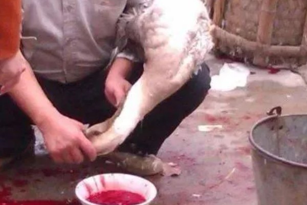 杀大鹅如何拔毛,用开水浇在胸毛上再从下往上刮