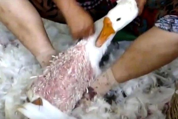杀大鹅如何拔毛,用开水浇在胸毛上再从下往上刮