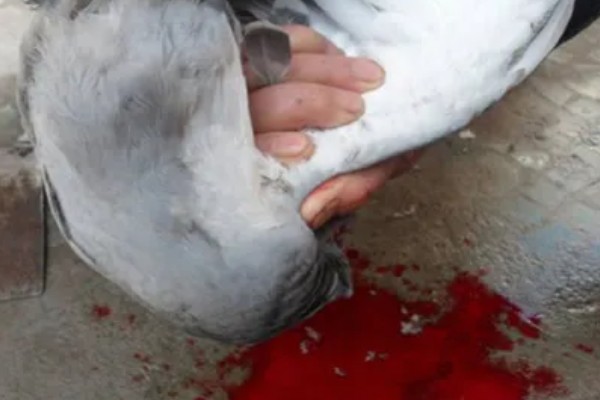 杀大鹅如何拔毛,用开水浇在胸毛上再从下往上刮