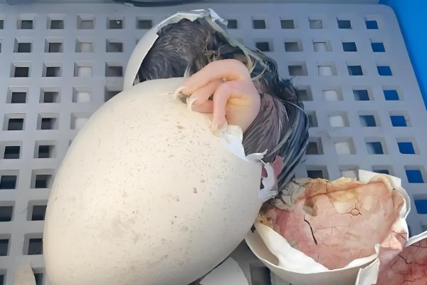 孔雀的孵化温度和湿度，前期相对湿度为60-65%