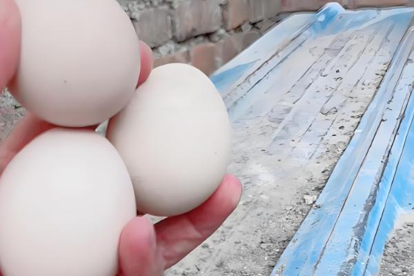 孔雀的孵化温度和湿度，前期相对湿度为60-65%