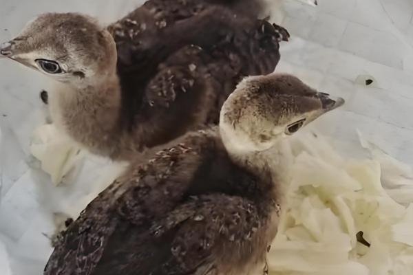 孔雀的孵化温度和湿度，前期相对湿度为60-65%