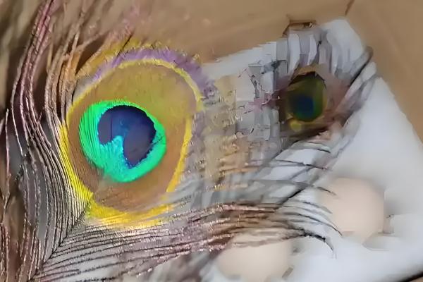 孔雀的孵化温度和湿度，前期相对湿度为60-65%