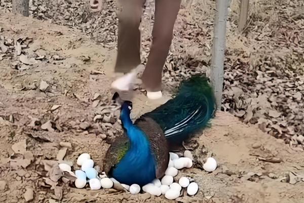 孔雀的孵化温度和湿度，前期相对湿度为60-65%