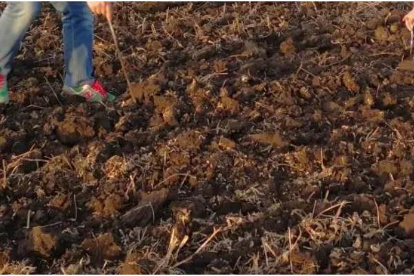 茄子施肥方法,基肥以腐熟的农家肥为主