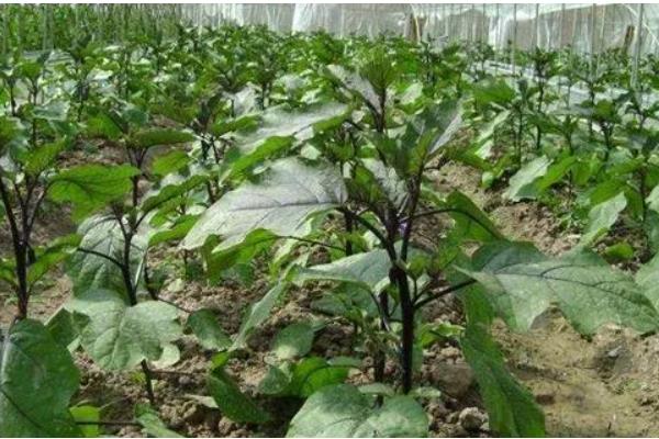 茄子施肥方法,基肥以腐熟的农家肥为主