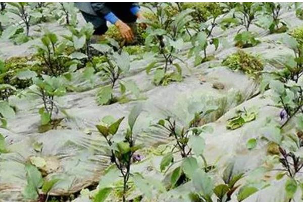 茄子施肥方法,基肥以腐熟的农家肥为主