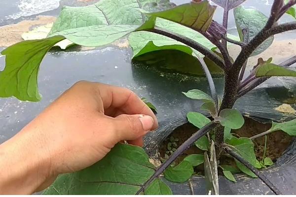 茄子施肥方法,基肥以腐熟的农家肥为主