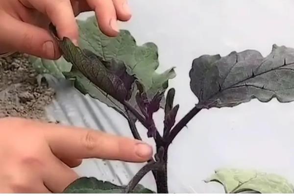 茄子施肥方法,基肥以腐熟的农家肥为主