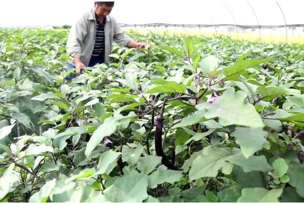 茄子施肥方法,基肥以腐熟的农家肥为主