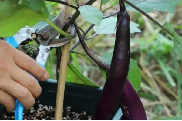 茄子施肥方法,基肥以腐熟的农家肥为主