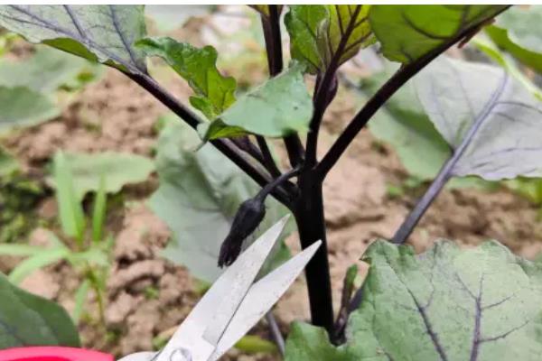 茄子施肥方法,基肥以腐熟的农家肥为主