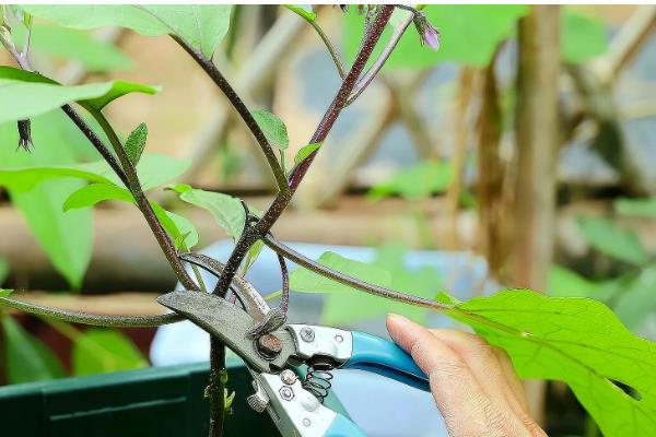 茄子施肥方法,基肥以腐熟的农家肥为主