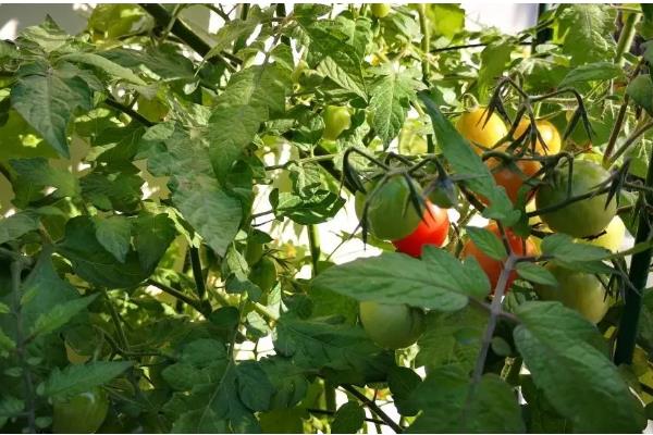 圣女果简介，是常见的一种番茄