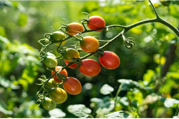 圣女果简介，是常见的一种番茄