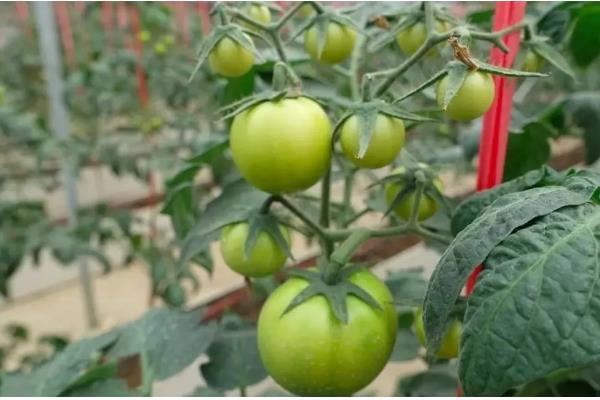 圣女果简介，是常见的一种番茄