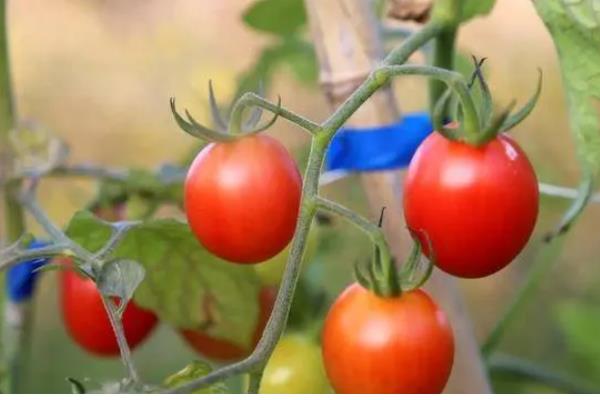 圣女果简介，是常见的一种番茄