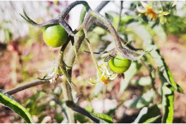 圣女果简介，是常见的一种番茄