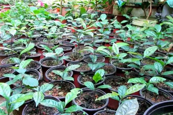 金花茶如何移栽，适合在秋季进行移栽