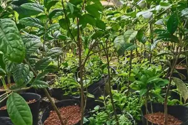 金花茶如何移栽，适合在秋季进行移栽