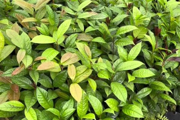 金花茶如何移栽，适合在秋季进行移栽