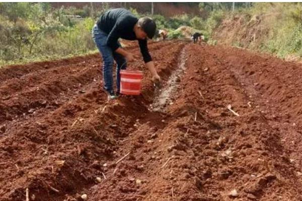 茄子施肥方法,基肥以腐熟的农家肥为主
