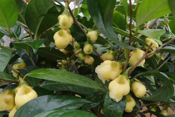 金花茶如何移栽，适合在秋季进行移栽