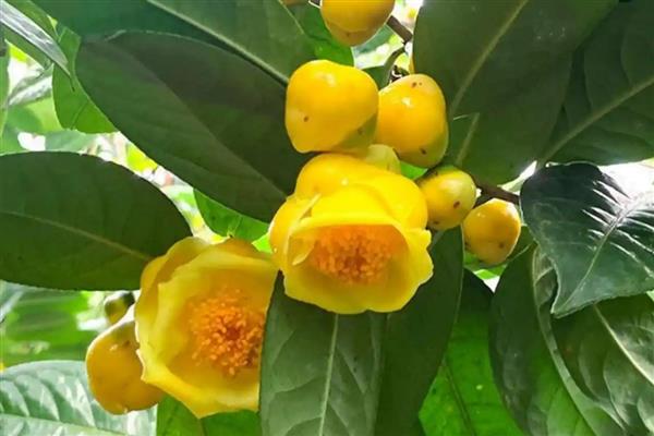 金花茶如何移栽，适合在秋季进行移栽