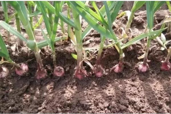 紫皮大蒜退化的原因，肥料不足、种植密度过大均会导致