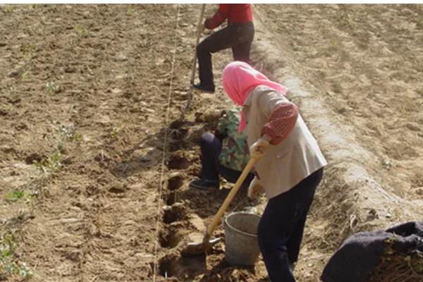紫皮大蒜退化的原因，肥料不足、种植密度过大均会导致