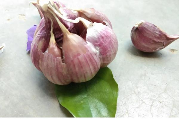 紫皮大蒜退化的原因，肥料不足、种植密度过大均会导致