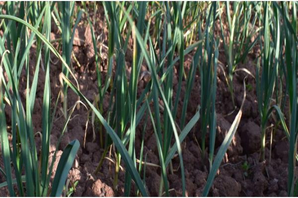 紫皮大蒜退化的原因，肥料不足、种植密度过大均会导致