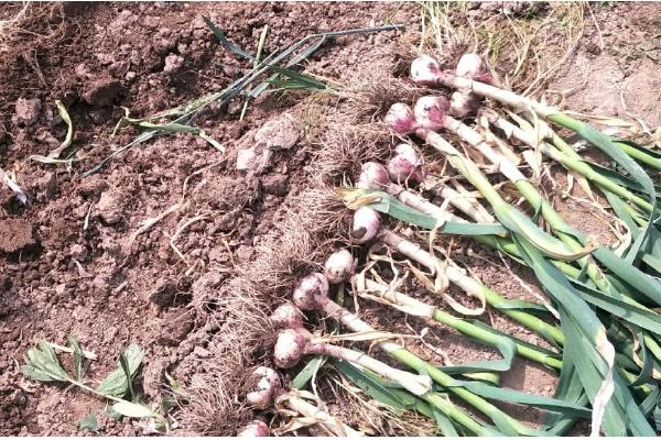 紫皮大蒜退化的原因，肥料不足、种植密度过大均会导致