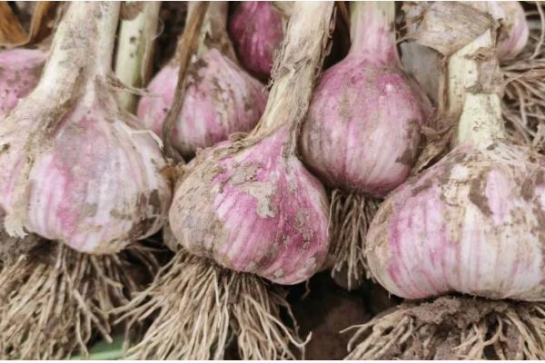 紫皮大蒜退化的原因，肥料不足、种植密度过大均会导致