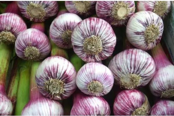 紫皮大蒜退化的原因，肥料不足、种植密度过大均会导致