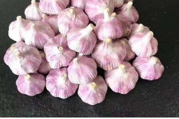 紫皮大蒜退化的原因，肥料不足、种植密度过大均会导致