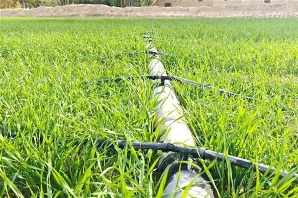 冬小麦怎样进行追肥，追肥通常以氮肥为主