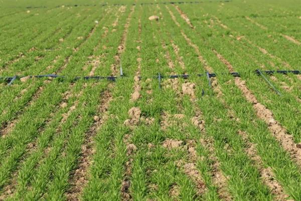 冬小麦怎样进行追肥，追肥通常以氮肥为主