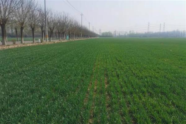 冬小麦怎样进行追肥，追肥通常以氮肥为主