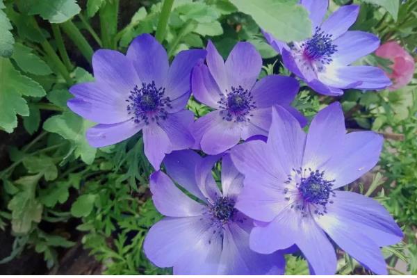 银莲花的寓意,寓意失去希望、淡薄的爱等