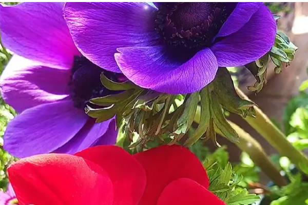 银莲花的寓意,寓意失去希望、淡薄的爱等