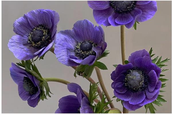 银莲花的寓意,寓意失去希望、淡薄的爱等