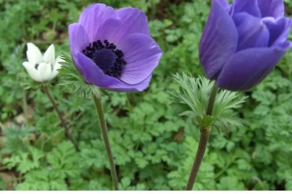 银莲花的寓意,寓意失去希望、淡薄的爱等