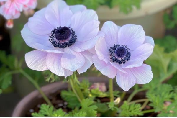 银莲花的寓意,寓意失去希望、淡薄的爱等