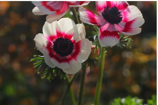 银莲花的寓意,寓意失去希望、淡薄的爱等