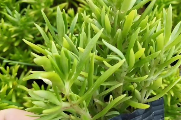 佛甲草的爆盆方法，生长旺期每个月追肥一次